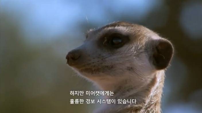 보초서는 미어캣을 먹을것으로 유혹하면 흔들릴까? | 인스티즈