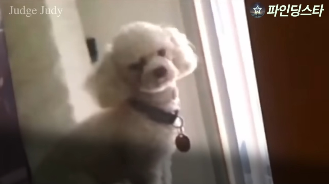 서로 자기 강아지 맞다고 싸우다가 법정까지 감.gif | 인스티즈