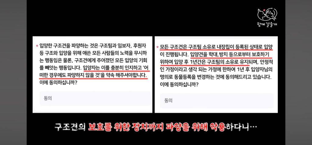 입양 일주일만에 역대급 황당한 이유로 파양당한 강아지 (분노주의) | 인스티즈