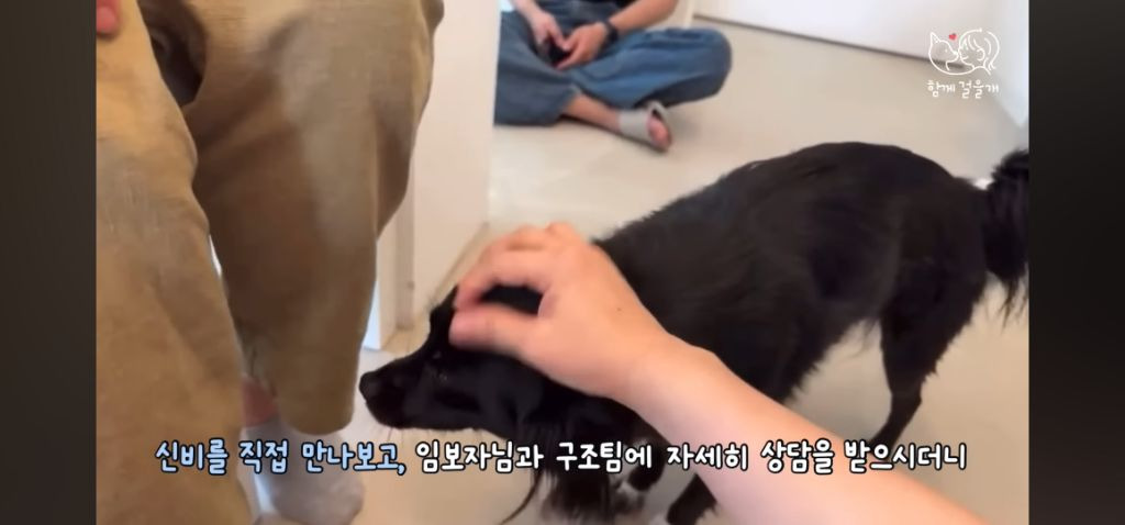 입양 일주일만에 역대급 황당한 이유로 파양당한 강아지 (분노주의) | 인스티즈