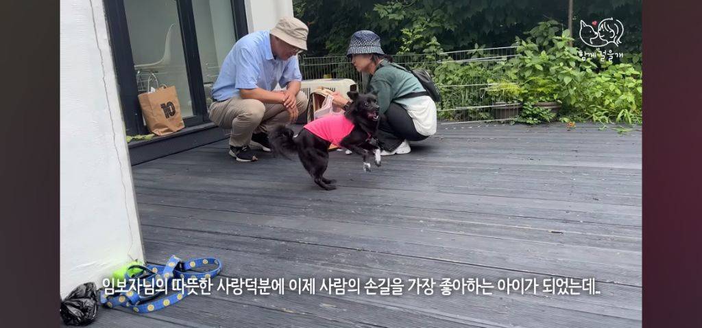 입양 일주일만에 역대급 황당한 이유로 파양당한 강아지 (분노주의) | 인스티즈