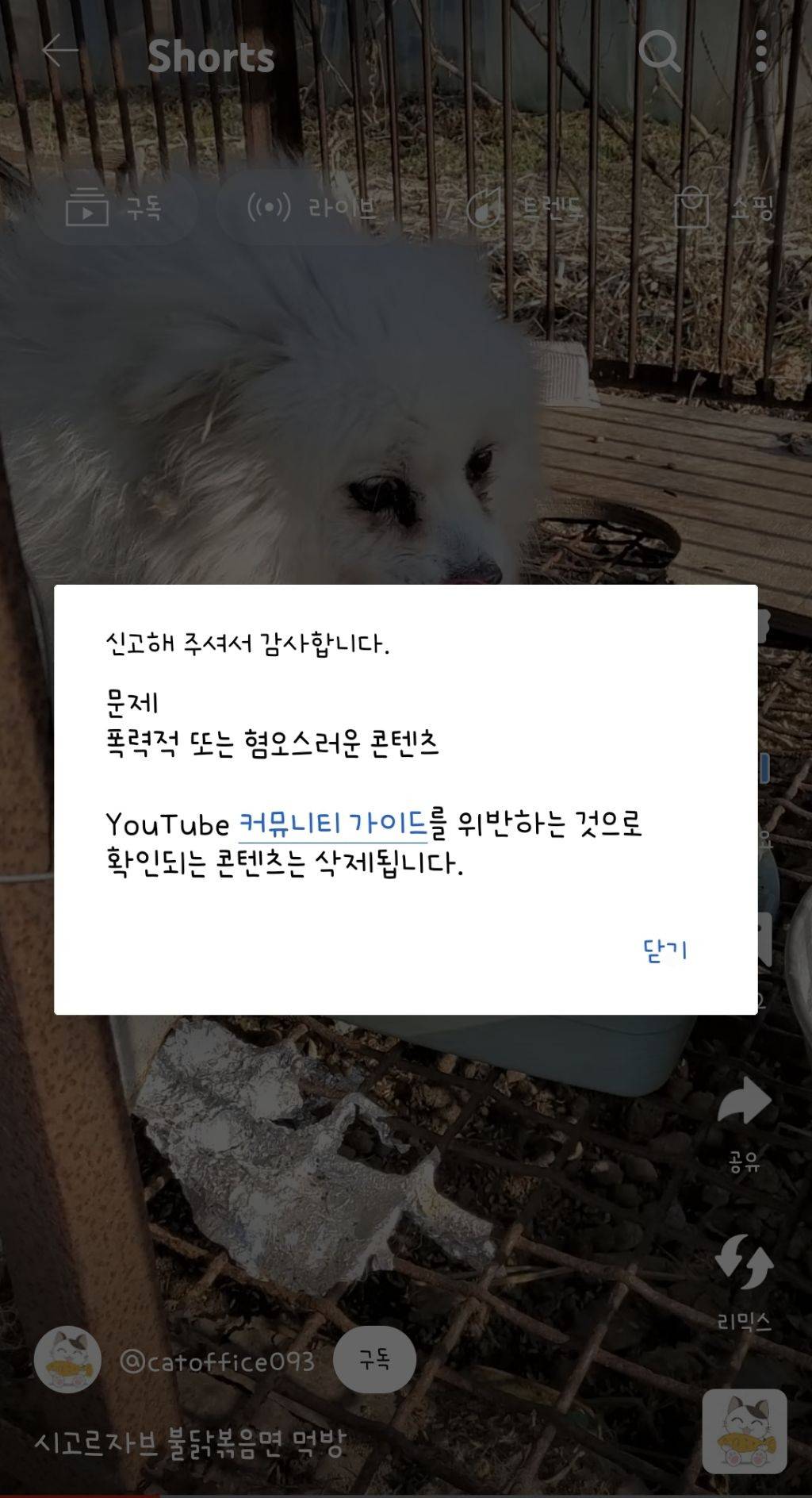 강아지 불닭볶음면 먹방이라 올린 유튜버 (강아지용x) | 인스티즈