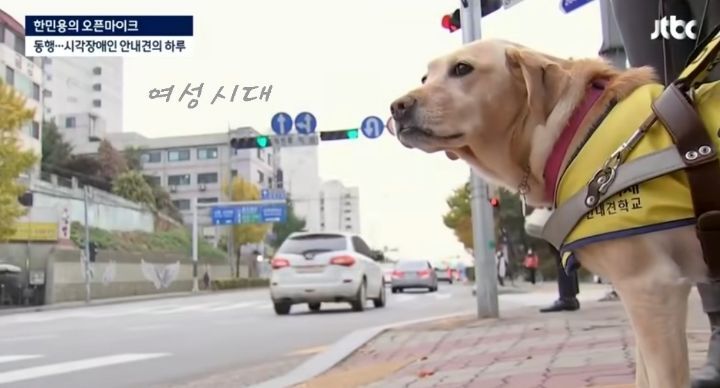 밥먹으려다가 7번 거절 당하는 강아지 | 인스티즈