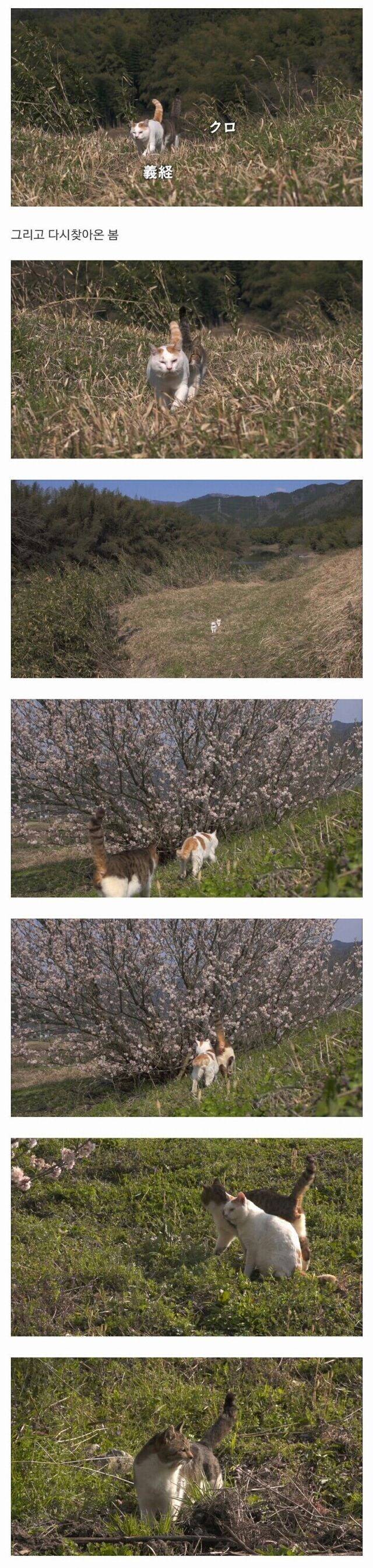 할아버지와 고양이 한마리가 강을 건너고 있습니다 | 인스티즈