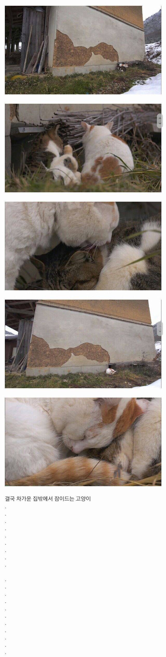 할아버지와 고양이 한마리가 강을 건너고 있습니다 | 인스티즈