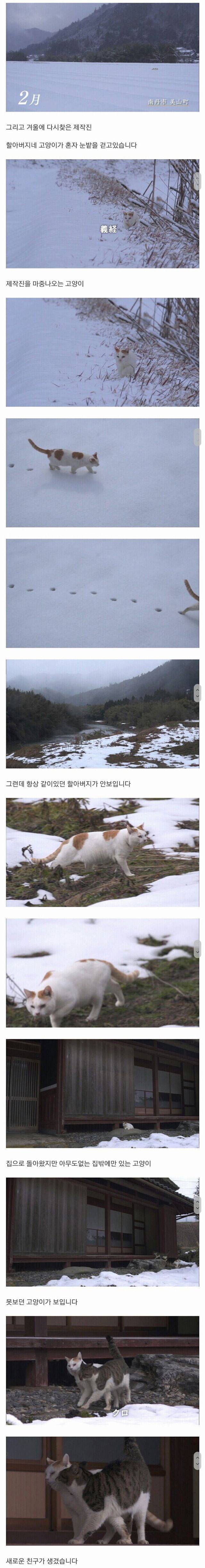 할아버지와 고양이 한마리가 강을 건너고 있습니다 | 인스티즈