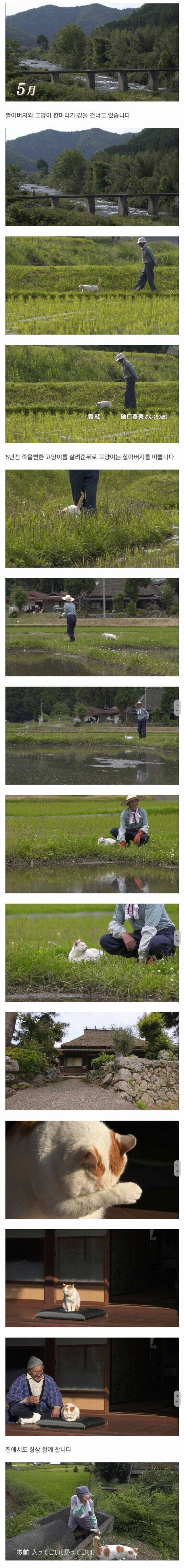 할아버지와 고양이 한마리가 강을 건너고 있습니다 | 인스티즈