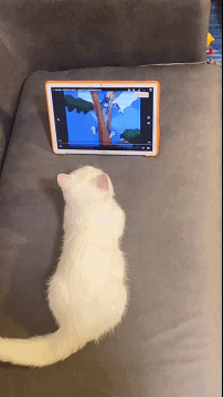 과몰입 고양이 | 인스티즈