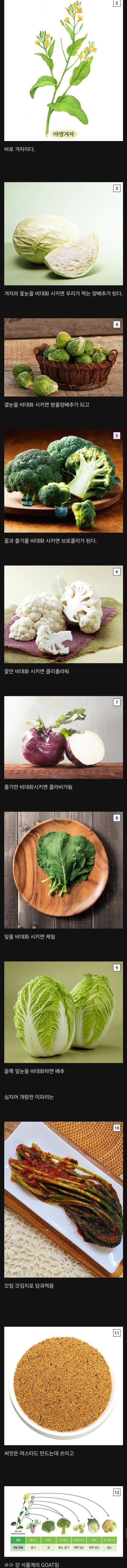 인간이 개량해서 대박한 식물 원탑 | 인스티즈