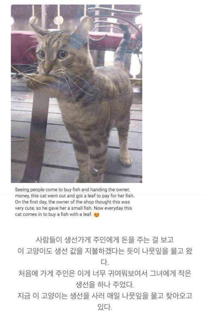 생선을 사먹고 싶었던 고영이 | 인스티즈