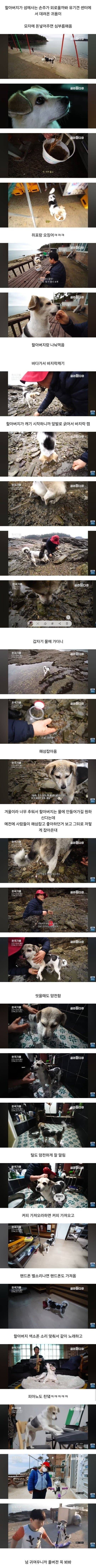 섬에서 외로워 하던 손자를 위해, 유기견 센터에서 데려온 개가 어딘가 심상치 않다 | 인스티즈