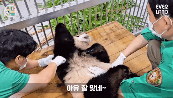 백신맞는 기타리스트 후이바오 | 인스티즈