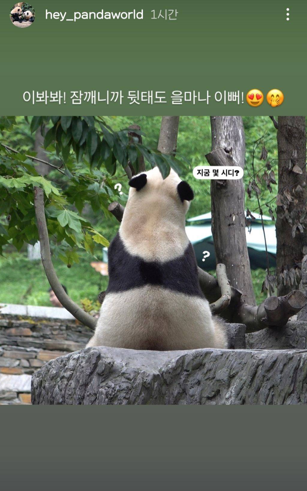 푸바오 삼각김밥 근황 | 인스티즈