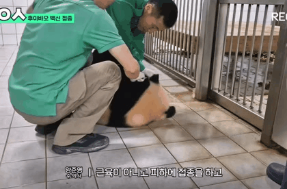 백신맞는 기타리스트 후이바오 | 인스티즈