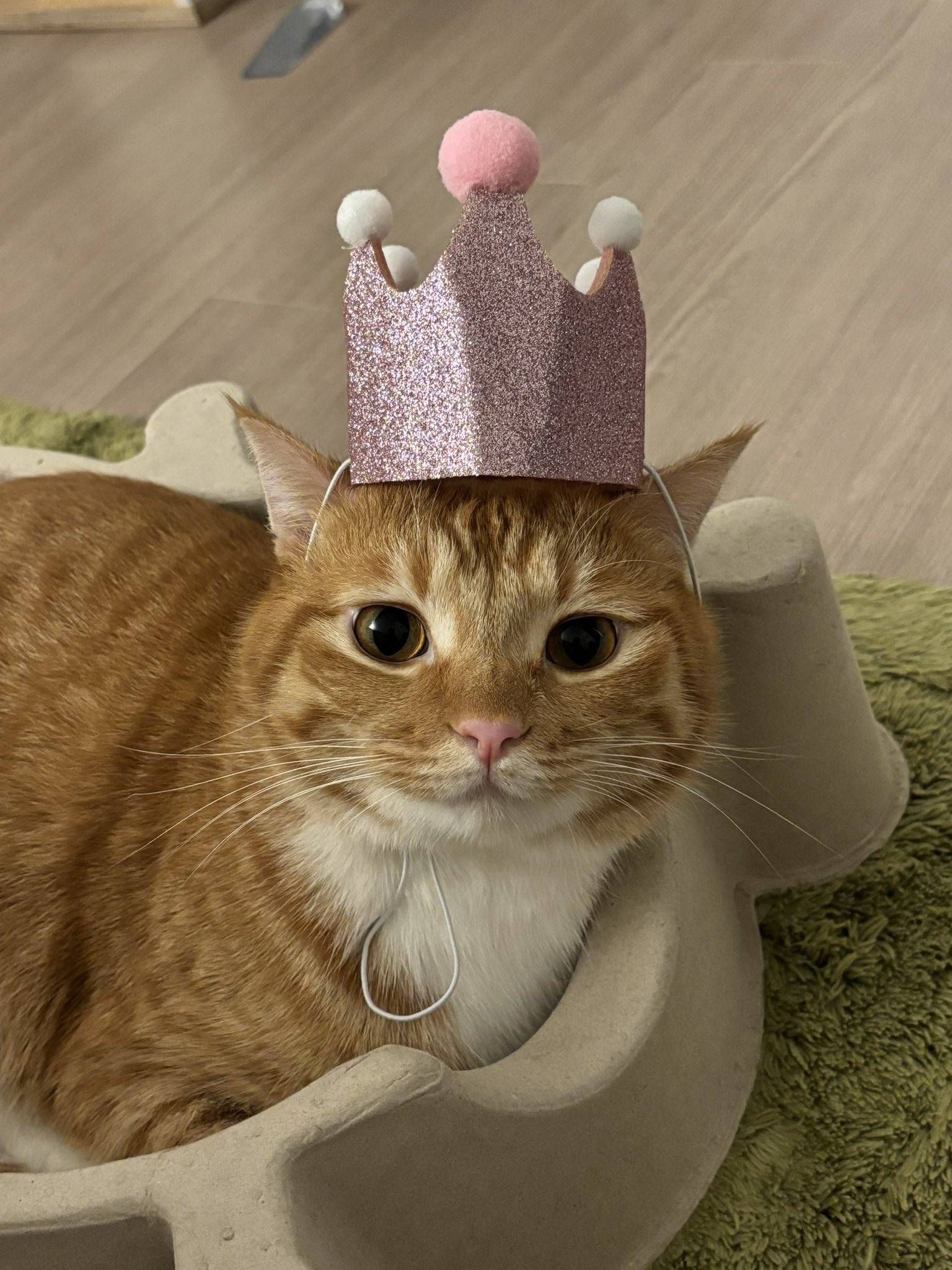 트위터 고양이 동글이 근황.twt | 인스티즈
