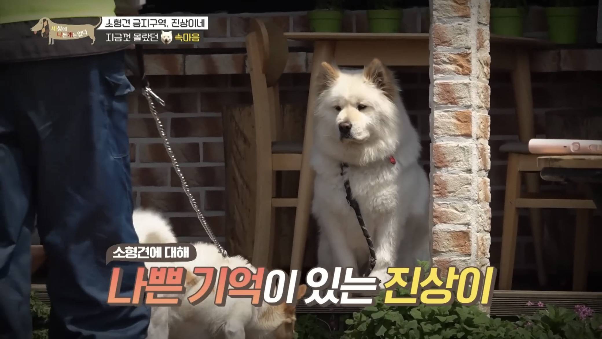 사회성 겁나 좋은 강아지 | 인스티즈