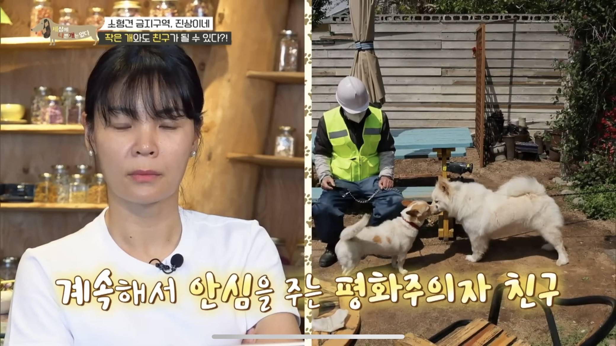 사회성 겁나 좋은 강아지 | 인스티즈