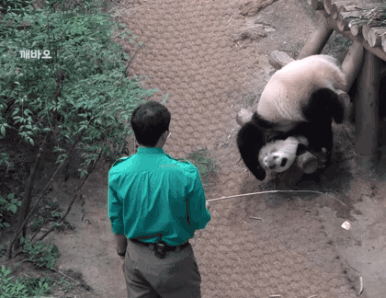후이바오🐼 낚시 성공한 툥바오👨‍🌾.gif | 인스티즈