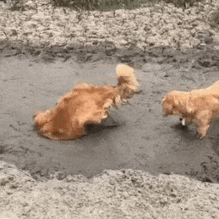 견주들이 산책시 가장 행복할때.gif | 인스티즈