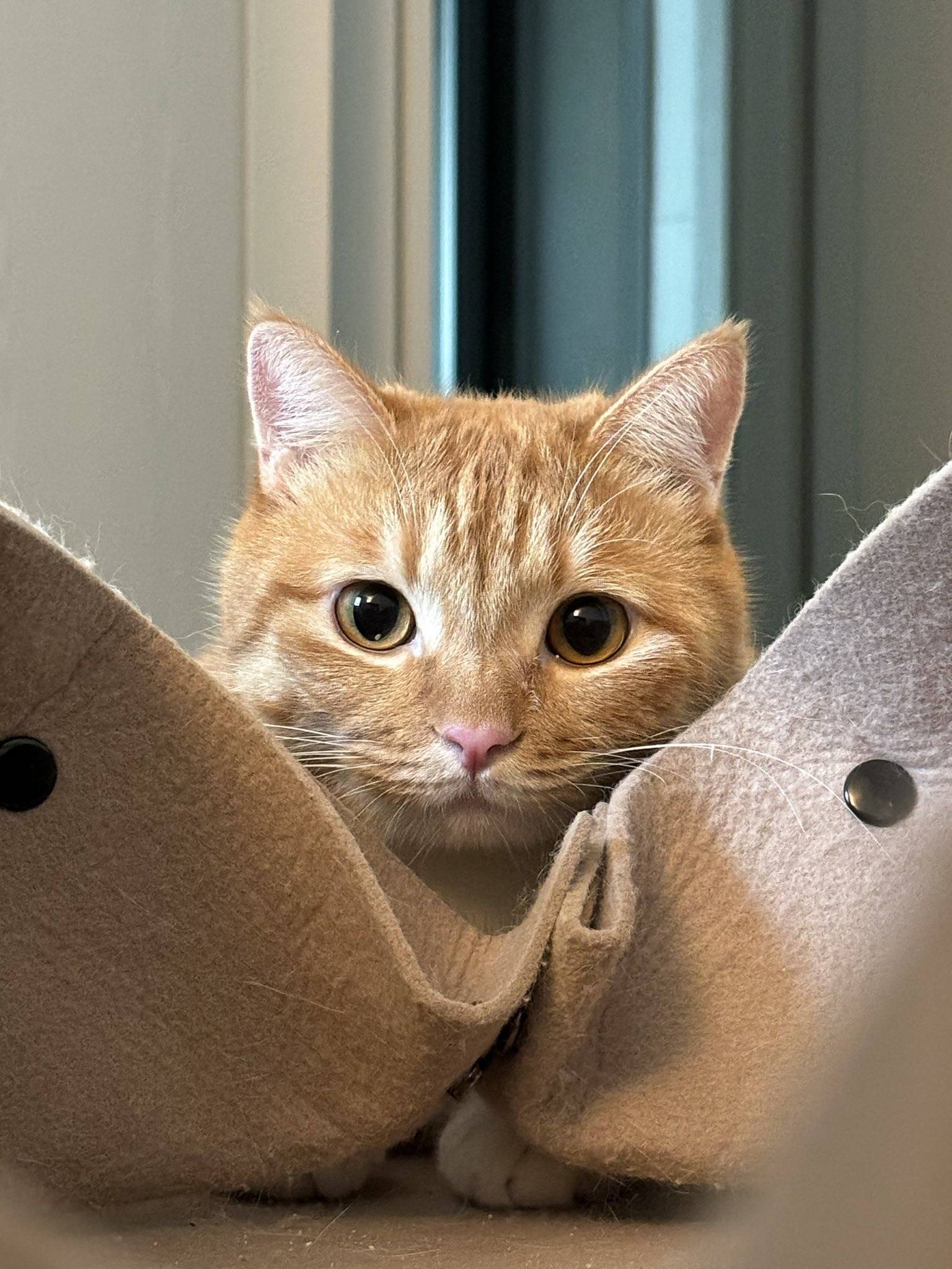 트위터 고양이 동글이 근황.twt | 인스티즈