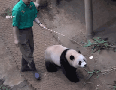 후이바오🐼 낚시 성공한 툥바오👨‍🌾.gif | 인스티즈