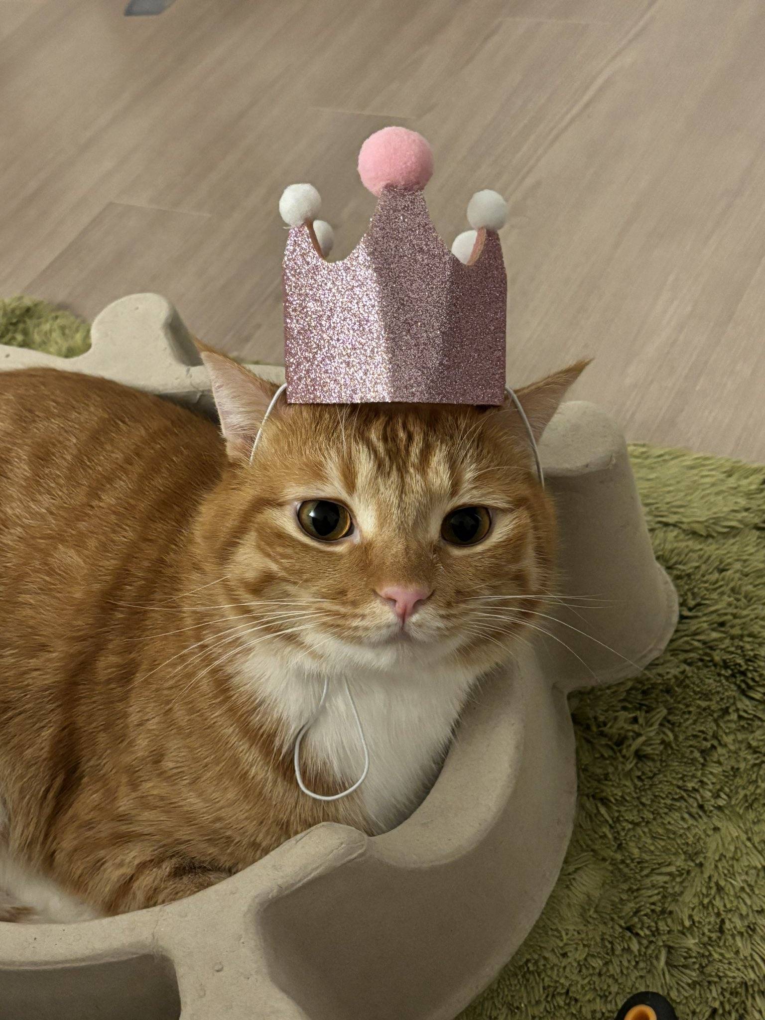 트위터 고양이 동글이 근황.twt | 인스티즈