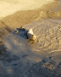 견주들이 산책시 가장 행복할때.gif | 인스티즈
