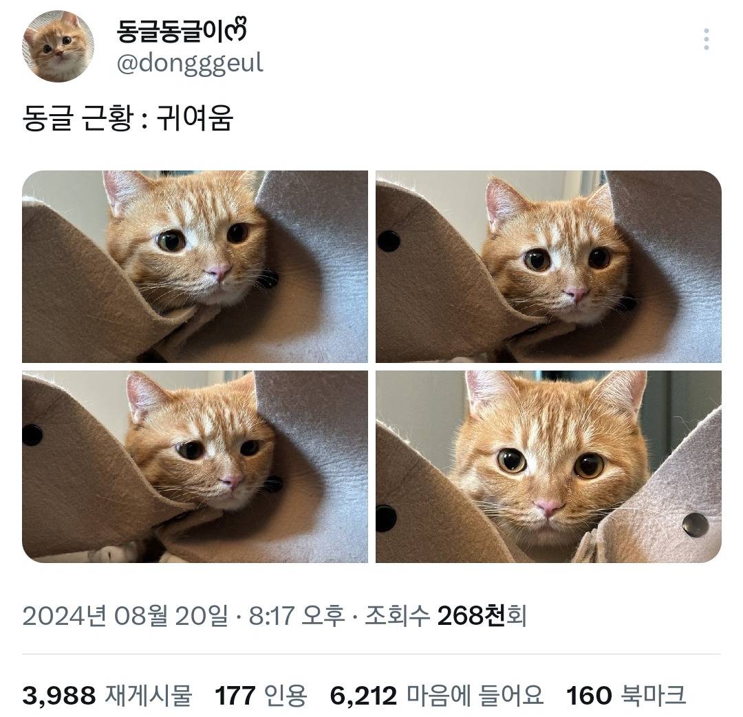 트위터 고양이 동글이 근황.twt | 인스티즈