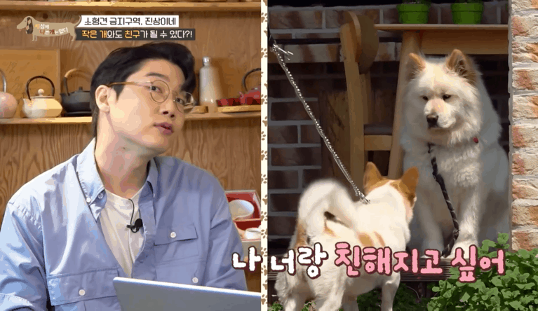 사회성 겁나 좋은 강아지 | 인스티즈