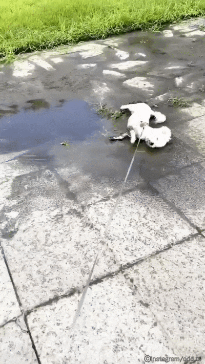 견주들이 산책시 가장 행복할때.gif | 인스티즈