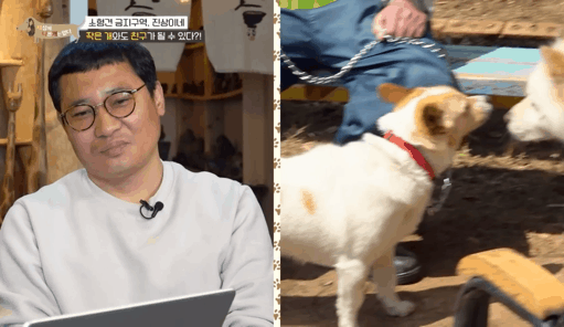 사회성 겁나 좋은 강아지 | 인스티즈