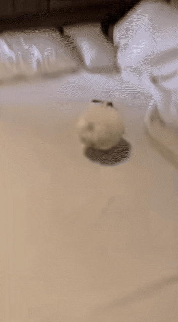 강아지 키우면 포기해야 한다는것.gif | 인스티즈
