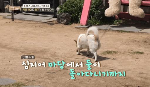 사회성 겁나 좋은 강아지 | 인스티즈