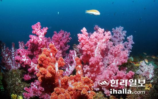 제주도 바다의 연산호가 녹아 죽는 중 | 인스티즈