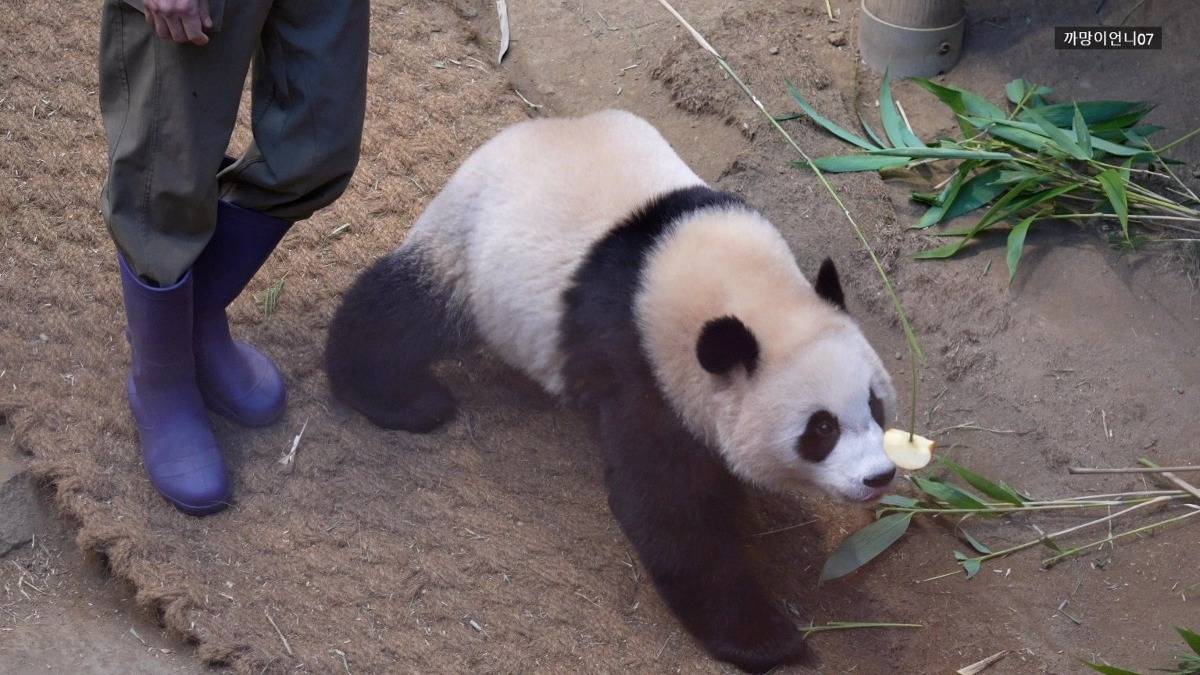 송바오 사과에 낚인 후이바오 🐼 | 인스티즈