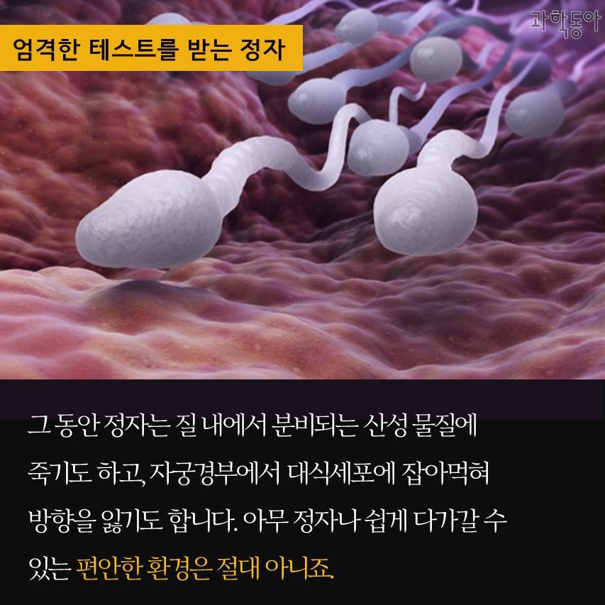 여자 면역력 박살내서 완성하는 시험관 | 인스티즈