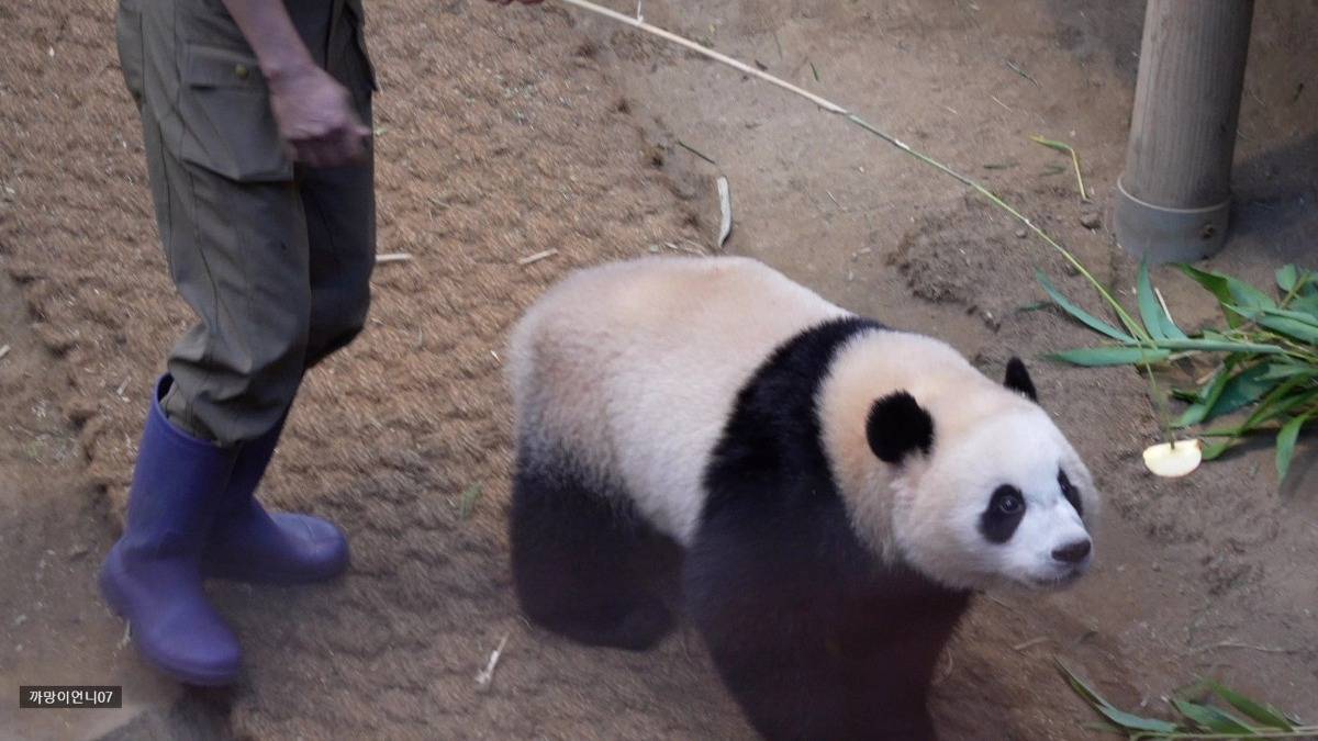 송바오 사과에 낚인 후이바오 🐼 | 인스티즈