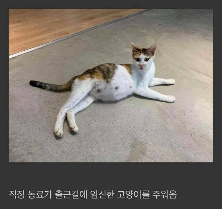 직장동료가 임신한 고양이를 데려옴 | 인스티즈