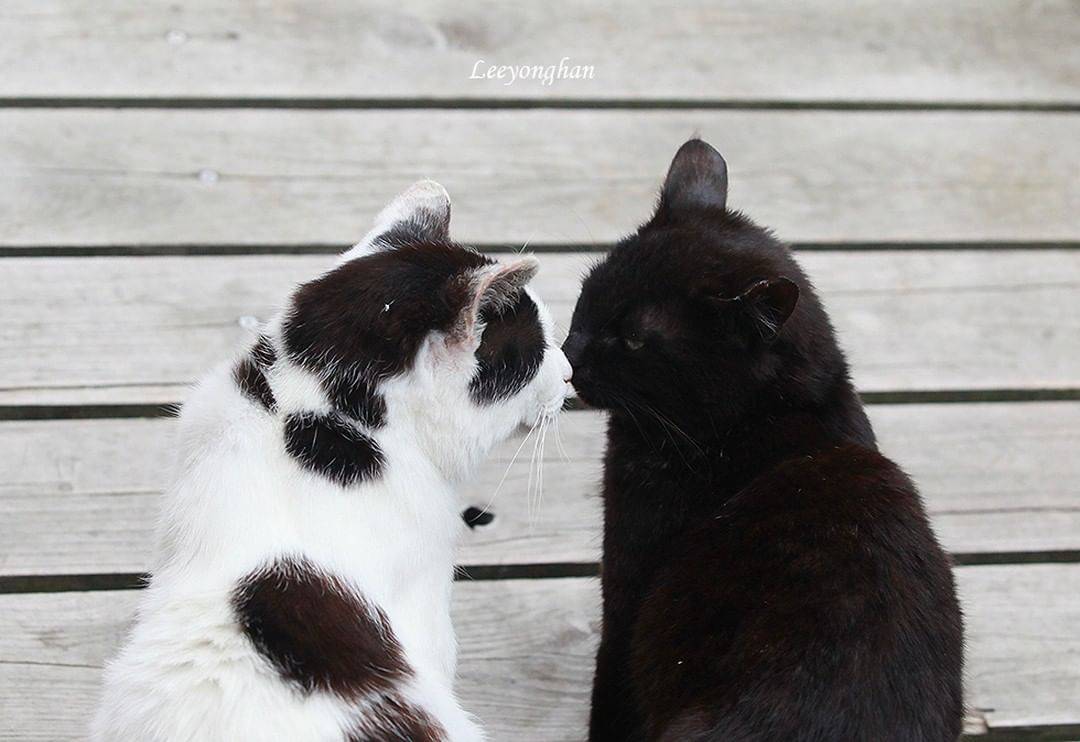 오늘은 한국 고양이의 날 🐱🐈🐈‍⬛ | 인스티즈