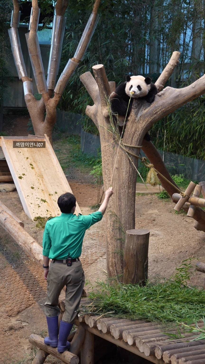 송바오 사과에 낚인 후이바오 🐼 | 인스티즈