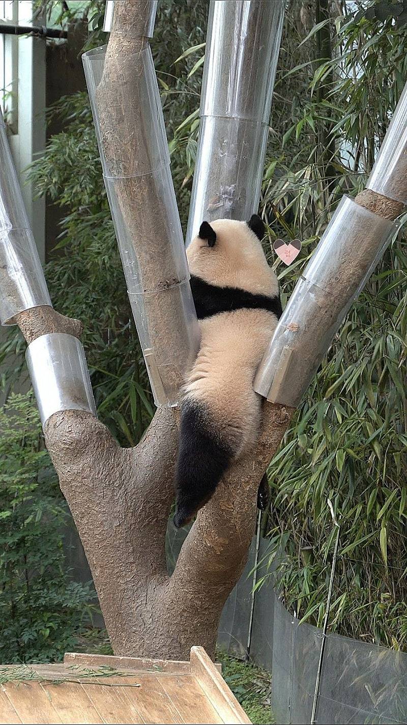 송바오 사과에 낚인 후이바오 🐼 | 인스티즈