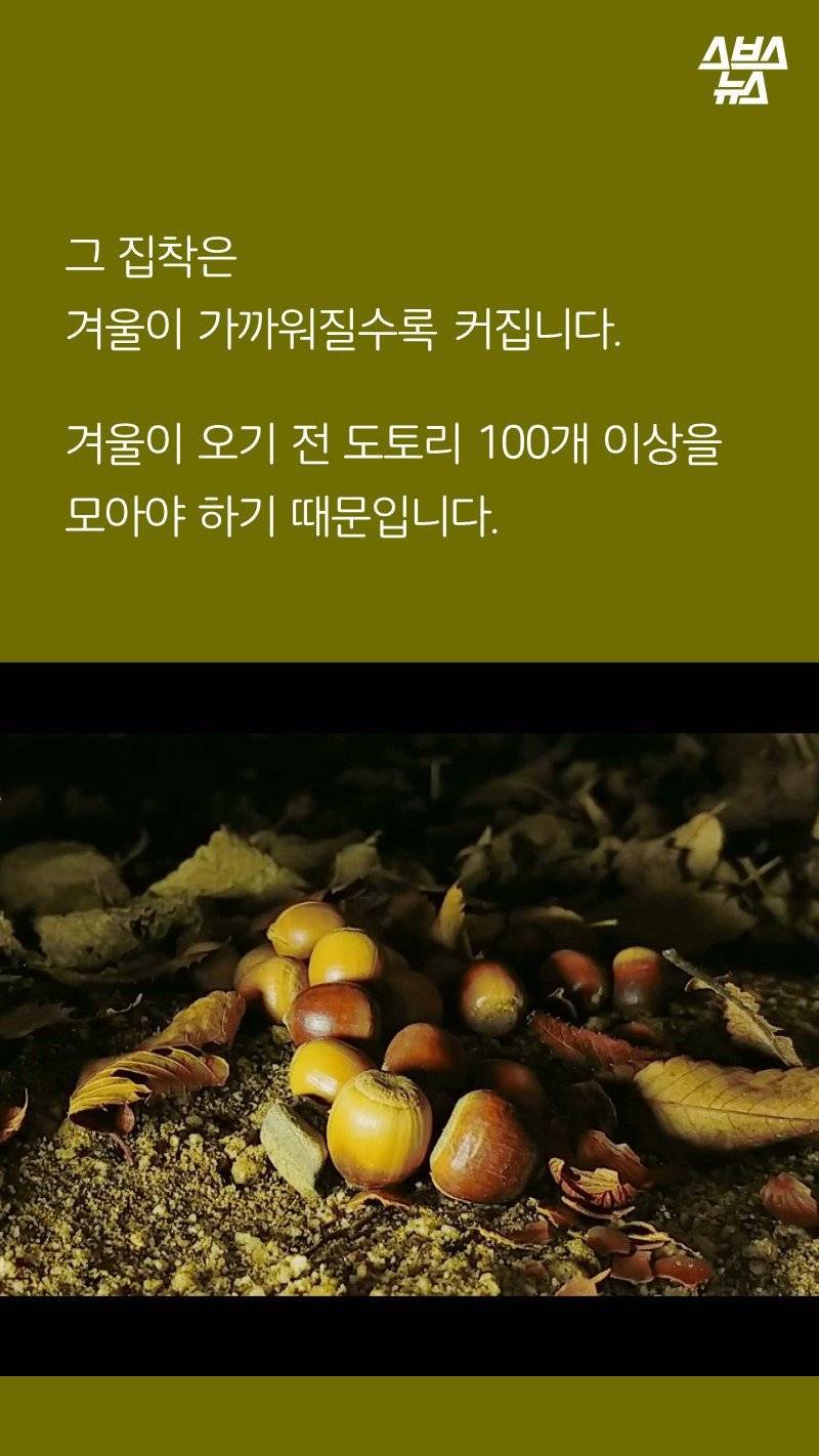 다람쥐가 '먹이 집착'이 심한 이유.jpg | 인스티즈