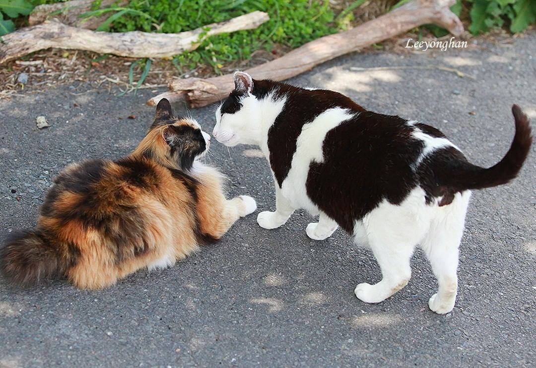 오늘은 한국 고양이의 날 🐱🐈🐈‍⬛ | 인스티즈