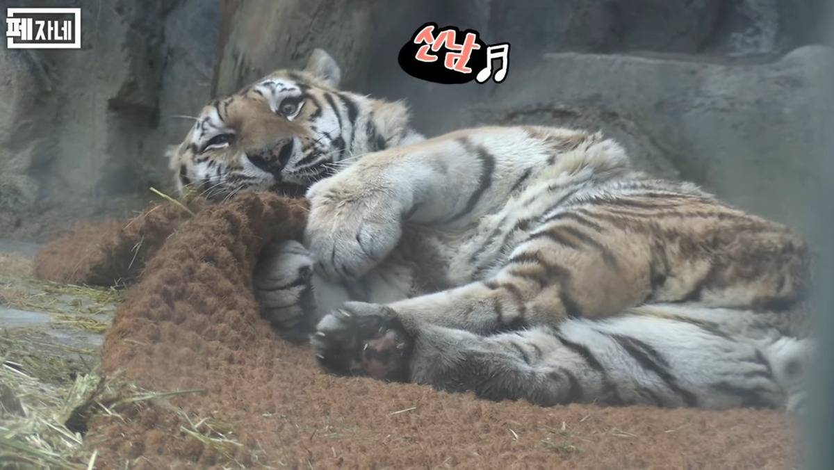 호랑이가 큰 고양이인 이유 | 인스티즈