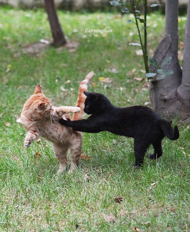 오늘은 한국 고양이의 날 🐱🐈🐈‍⬛ | 인스티즈