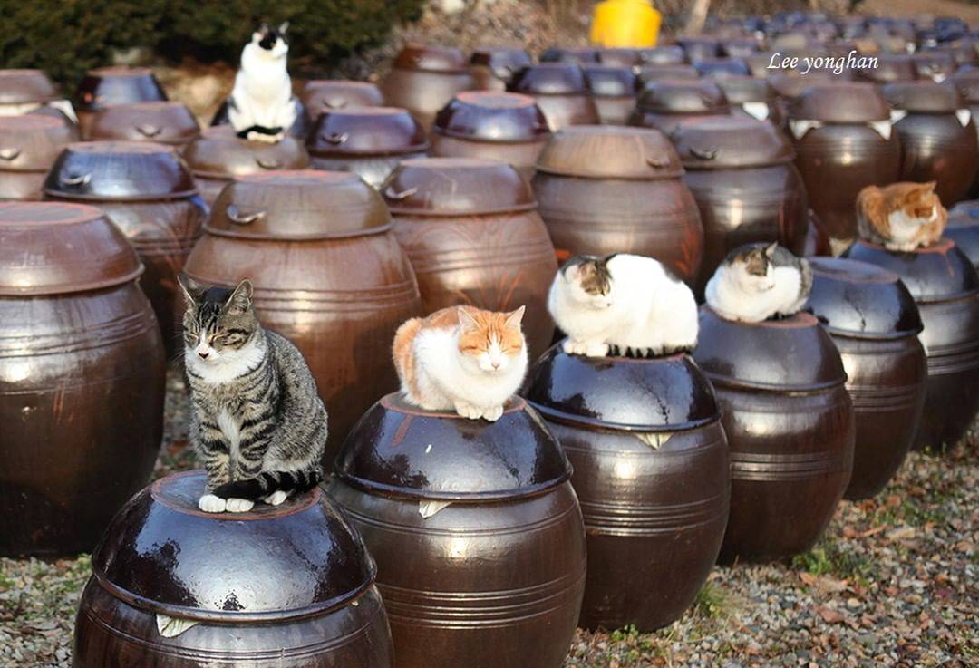 오늘은 한국 고양이의 날 🐱🐈🐈‍⬛ | 인스티즈