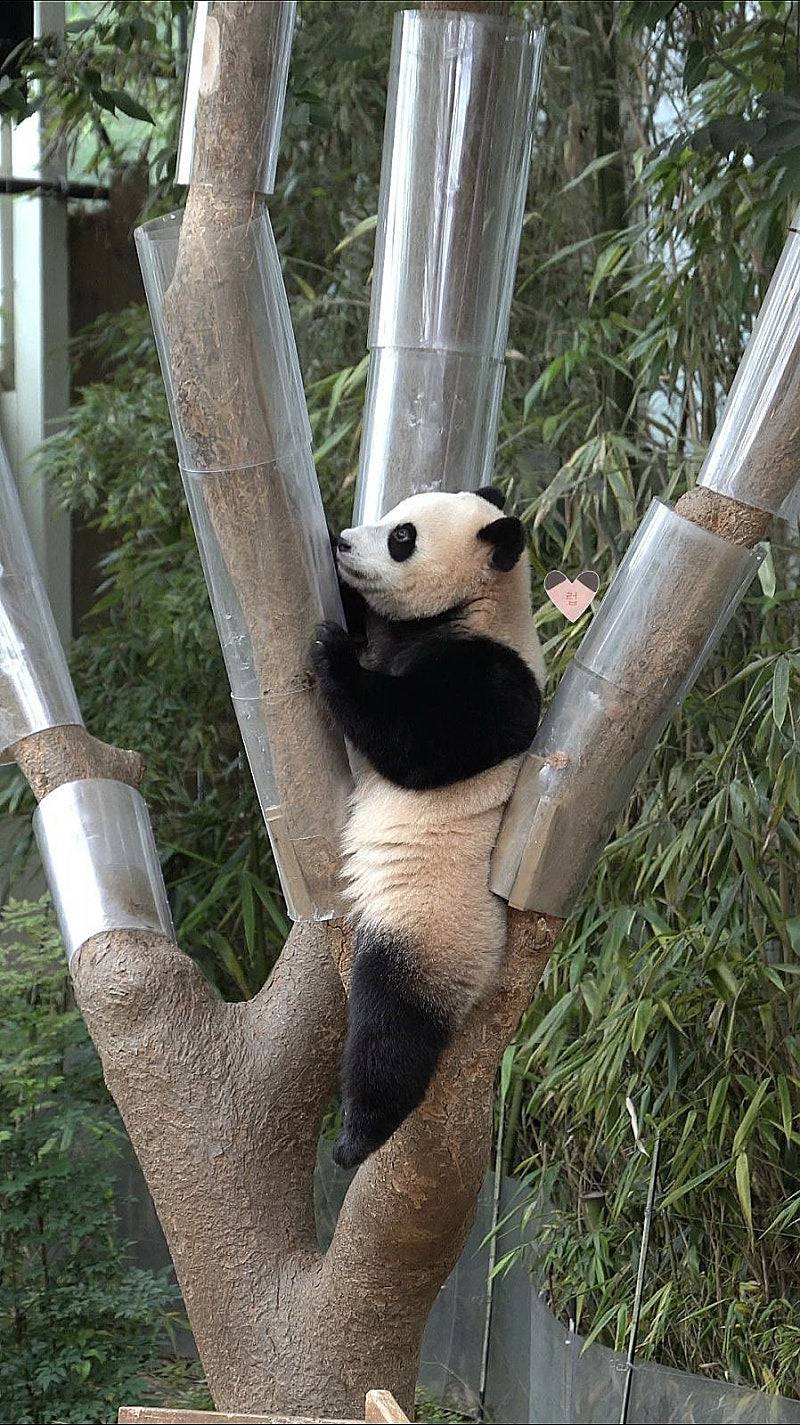 송바오 사과에 낚인 후이바오 🐼 | 인스티즈