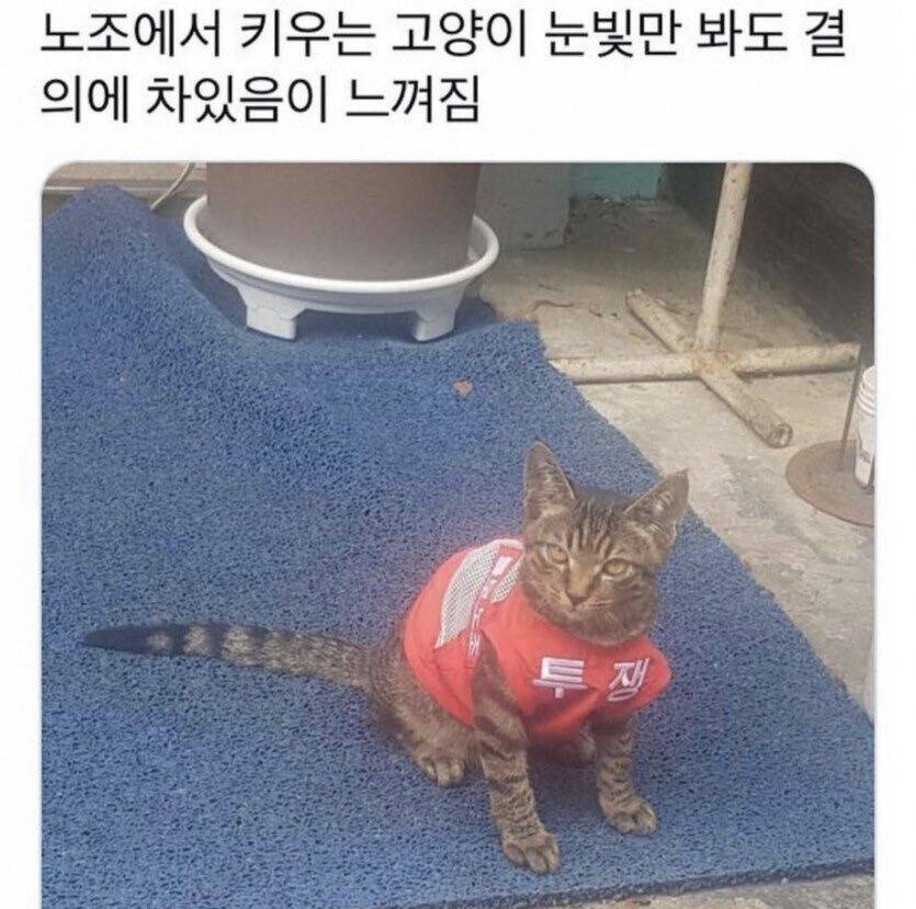 결의에 찬 노조 고양이 | 인스티즈