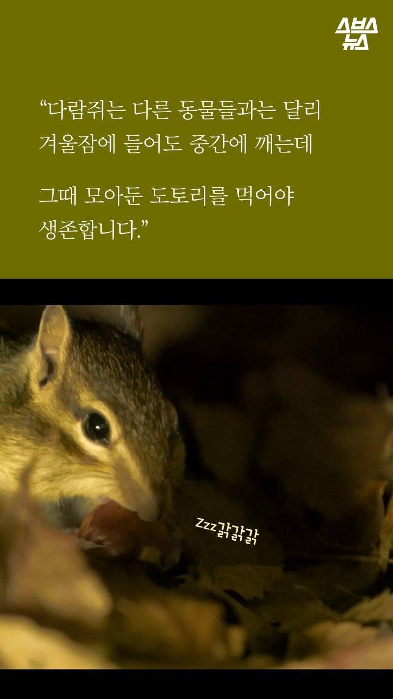 다람쥐가 '먹이 집착'이 심한 이유.jpg | 인스티즈