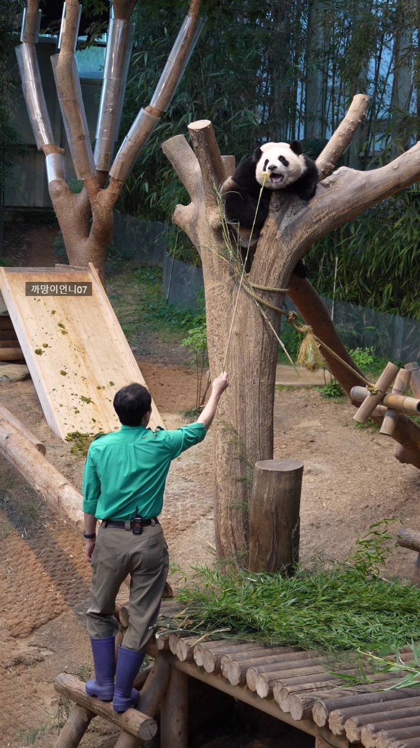 송바오 사과에 낚인 후이바오 🐼 | 인스티즈